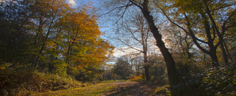 Tunbridge_Wells_WoodlandPan_s