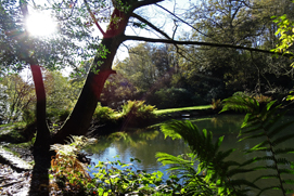Beaconwoodland2a_ns