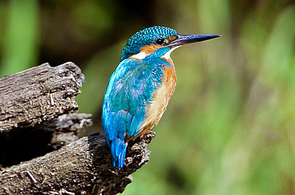 kingfisher_s