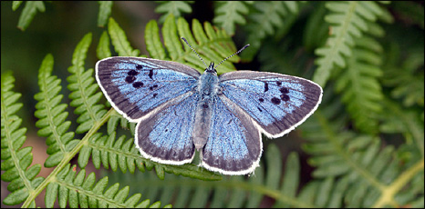 large_blue_butterfly