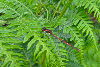 Insects1_s