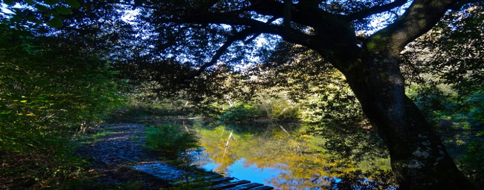 Lakes in the Woodland!