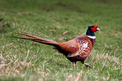 Pheasant