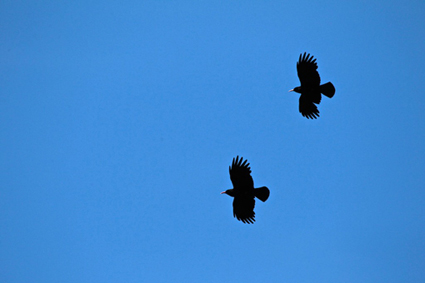 Buzzards_s